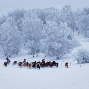 坝上雪景--群驰