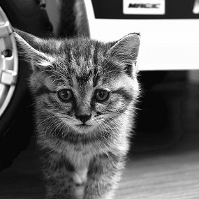 家里的新成员——虎妞