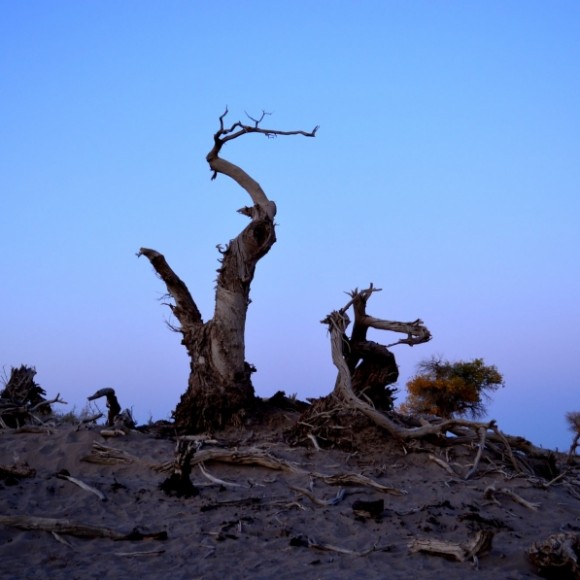 怪树林的日落（第一次18-55拍片）