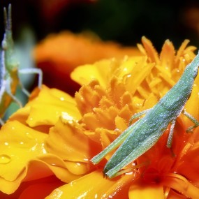 布衣→1855套头加装近摄镜→近摄蚂蚱