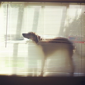 Dog by Theron Humphrey