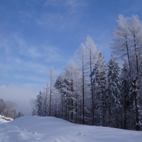 春节到东北来看雪——玩转哈尔滨-穿越雪乡-雾凇岛赏雾凇
