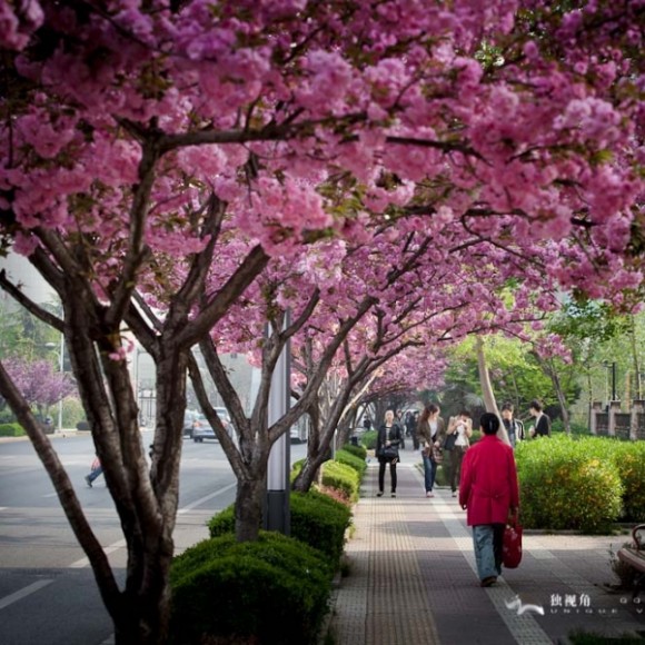 花开清晨画中游