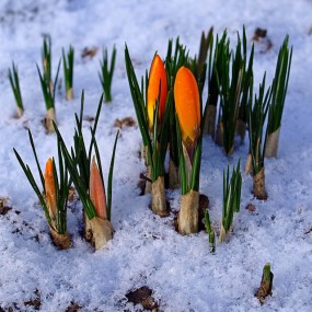 2015年全球最佳摄影作品！