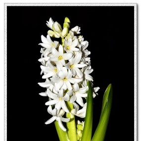 静静开放的风信子