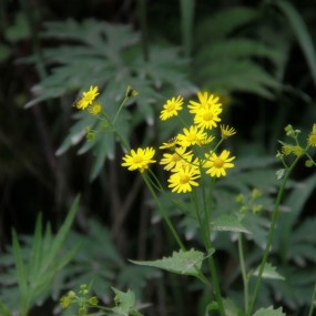 大峪活动--4 --自然篇