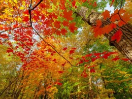 再过1个月，这11个地方将惊艳全国！