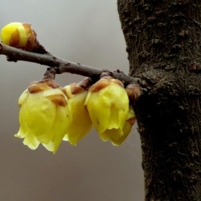 俏也不争春 只把春来报