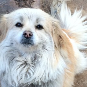 我们家忠诚门卫