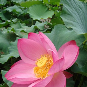 大唐芙蓉园的荷花