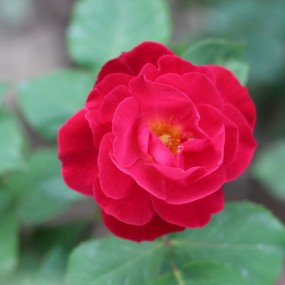 测试 50 1.8 虚化效果。随手拍来不好勿怪。。。