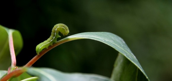 王顺山归来（二）