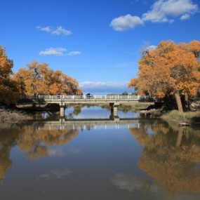 额济纳胡杨林秋色