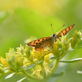 蝴蝶---飞舞的精灵
