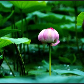 忆荷 - 回忆那时的夏天