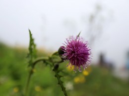 高山草甸大蓟花