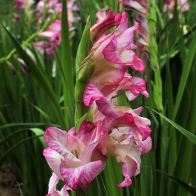 杨陵博览园--花、草、果(二)