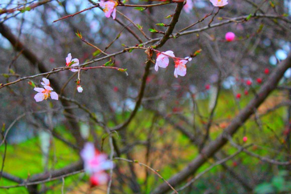 12.3.21  兴庆公园雨中拍摄，复古风格（各位大神轻点拍砖啊.....）