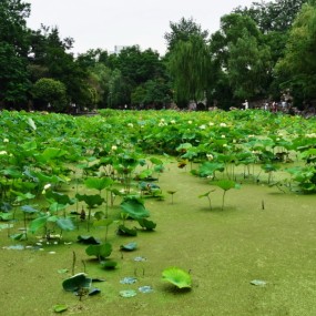 【实拍】荷花池边的姑娘别忧伤