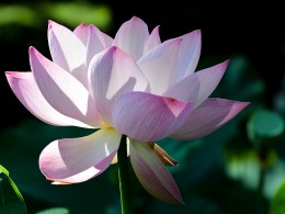 芙蓉园里拍荷花