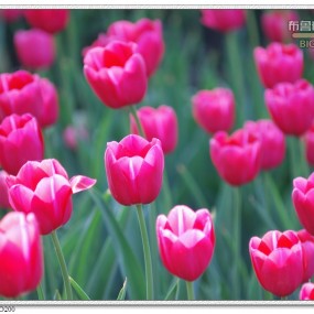 郁金花开百枝香·第三篇