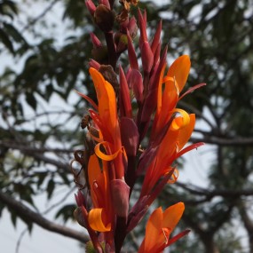 富士卡片拍美人蕉