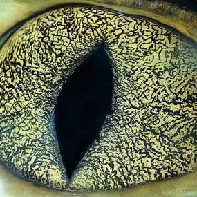 镜头下的动物眼睛