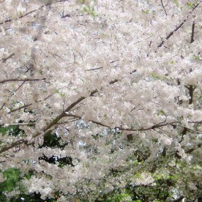 思源学院拍-樱花美女