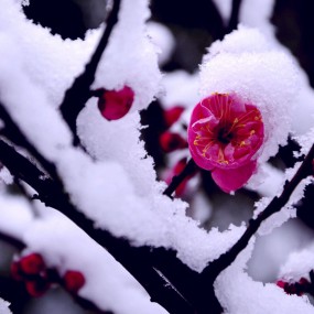 梅花欢喜漫天雪