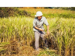 乡行散记：收获时节