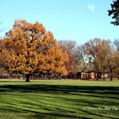 这两天在纽约照的几张，大家轻拍