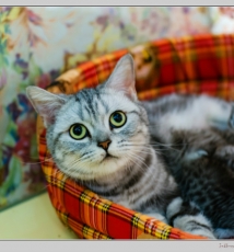 产后的罗切斯特夫人