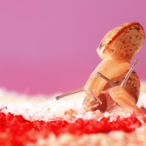 蜗牛--航海王基德