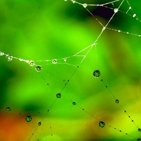 XPRO近摄镜试拍微距