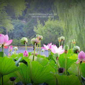 终作薰风第一花