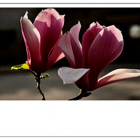 【 习 拍 】 梦 幻 紫 玉 兰