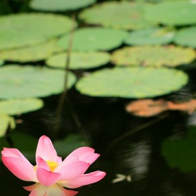 莲，花之君子者也