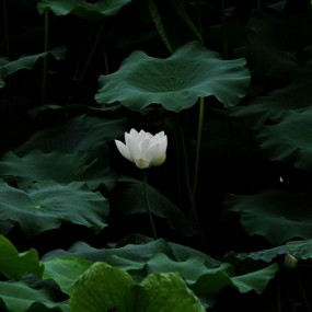 亭亭玉立 ---白莲