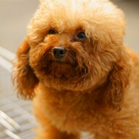 第一次5018外拍狗狗，胡乱后期，求指点。