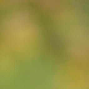 一只小蜜蜂、飞在花丛中