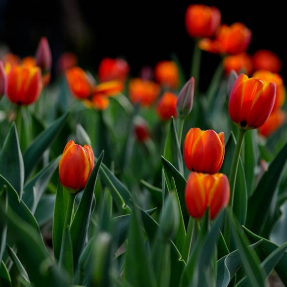 郁金香神秘绽放