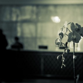 优秀静物摄影展（四）