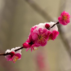 寒梅雪中开