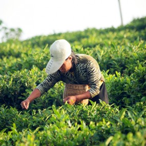 紫阳富硒采茶女