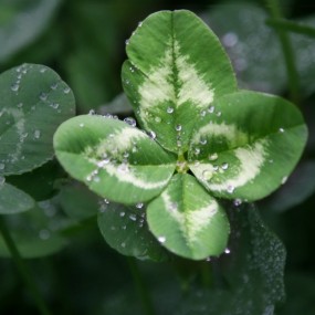 看看它你就会得到幸福