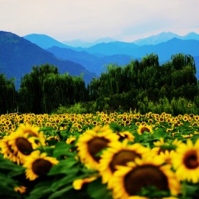 【楼观台葵花】葵海