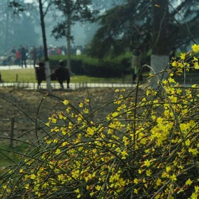 迎春花开兴庆宫