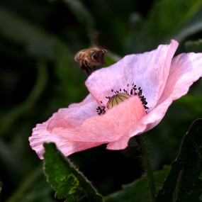 花之娇——虞美人