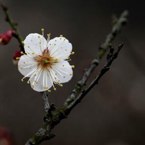 梅花开后春即至