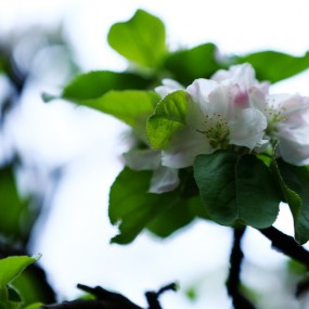 《苹果花》